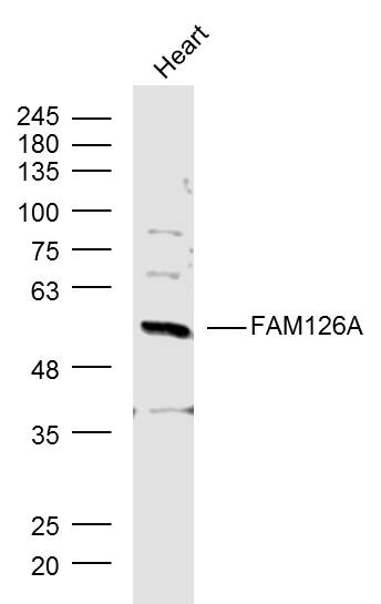 1 - FAM126A Rabbit pAb AP54542