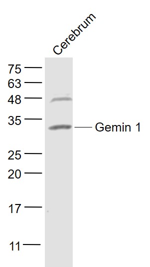 1 - Gemin 1 Rabbit pAb AP54544