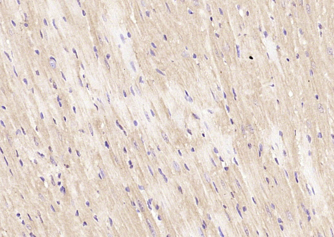 14 - GLIS2 Rabbit pAb AP54548