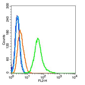 0 - PDE7A Rabbit pAb AP54552