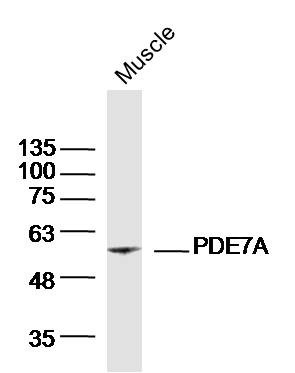 1 - PDE7A Rabbit pAb AP54552
