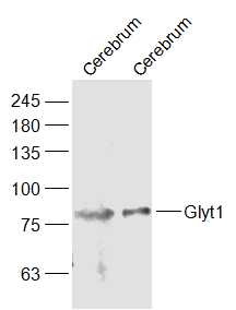 1 - Glyt1 Rabbit pAb AP54564