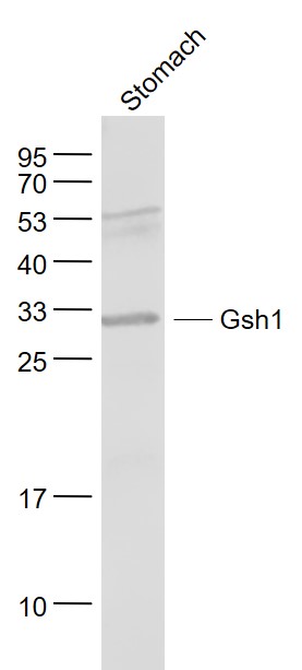 1 - Gsh1 Rabbit pAb AP54567