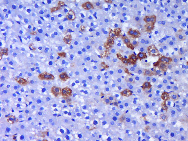 14 - FISH Rabbit pAb AP54577