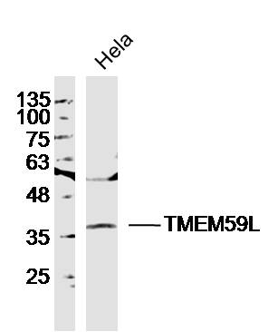 1 - TMEM59L Rabbit pAb AP54579