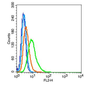 0 - Gbx1 Rabbit pAb AP54586
