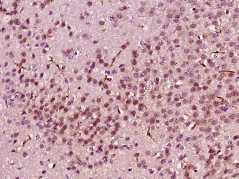 14 - Gbx1 Rabbit pAb AP54586