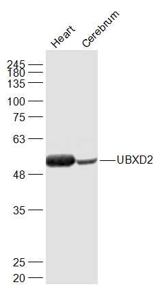1 - UBXD2 Rabbit pAb AP54592