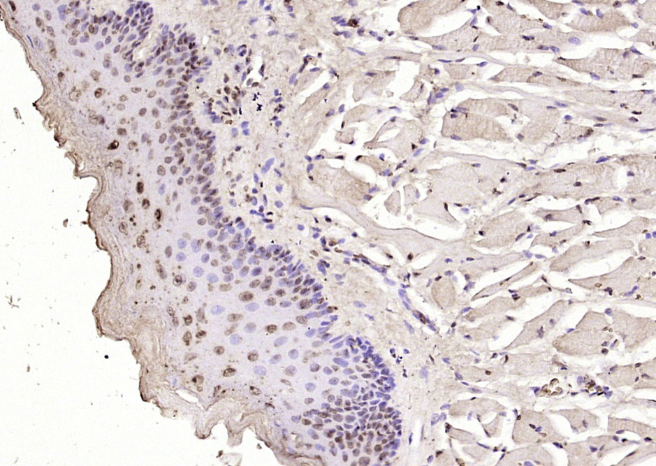 14 - FGGY Rabbit pAb AP54596