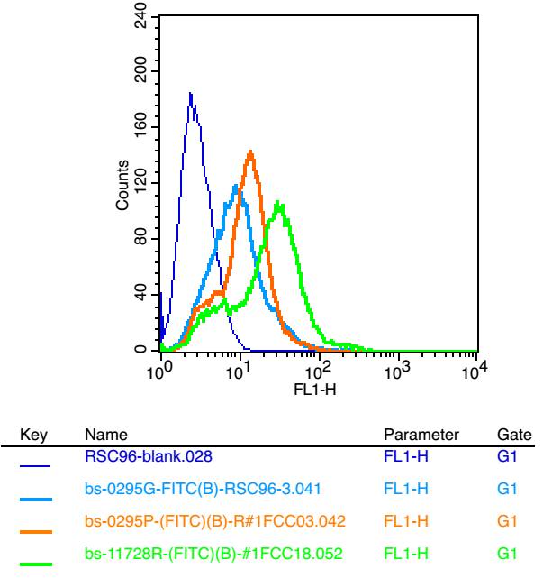 0 - KCNQ2 Rabbit pAb AP54611