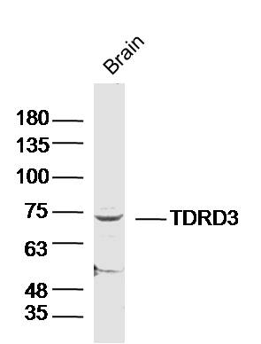 1 - TDRD3 Rabbit pAb AP54621