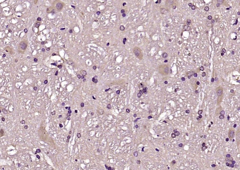 14 - CBLN1 Rabbit pAb AP54632