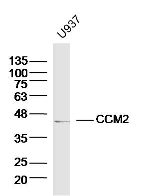 1 - CCM2 Rabbit pAb AP54633