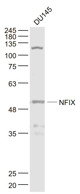 1 - NFIX Rabbit pAb AP54665