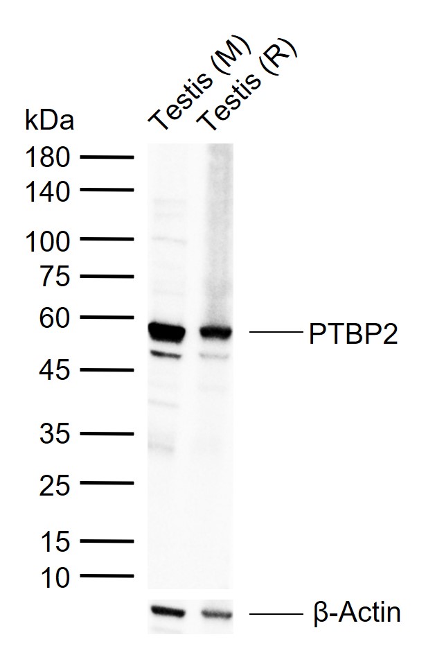1 - PTBP2 Rabbit pAb AP54674