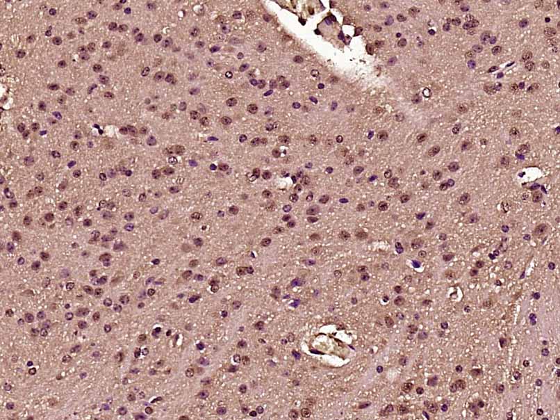 14 - PTBP2 Rabbit pAb AP54674