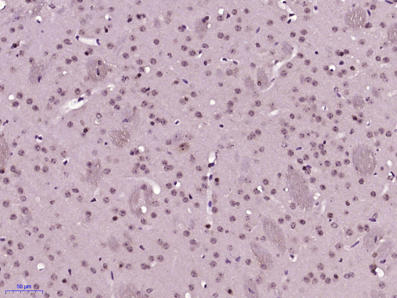 14 - SOX21 Rabbit pAb AP54689