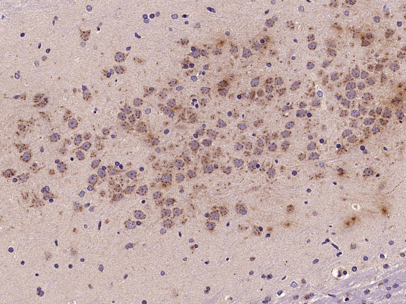 14 - Semaphorin 3D Rabbit pAb AP54692