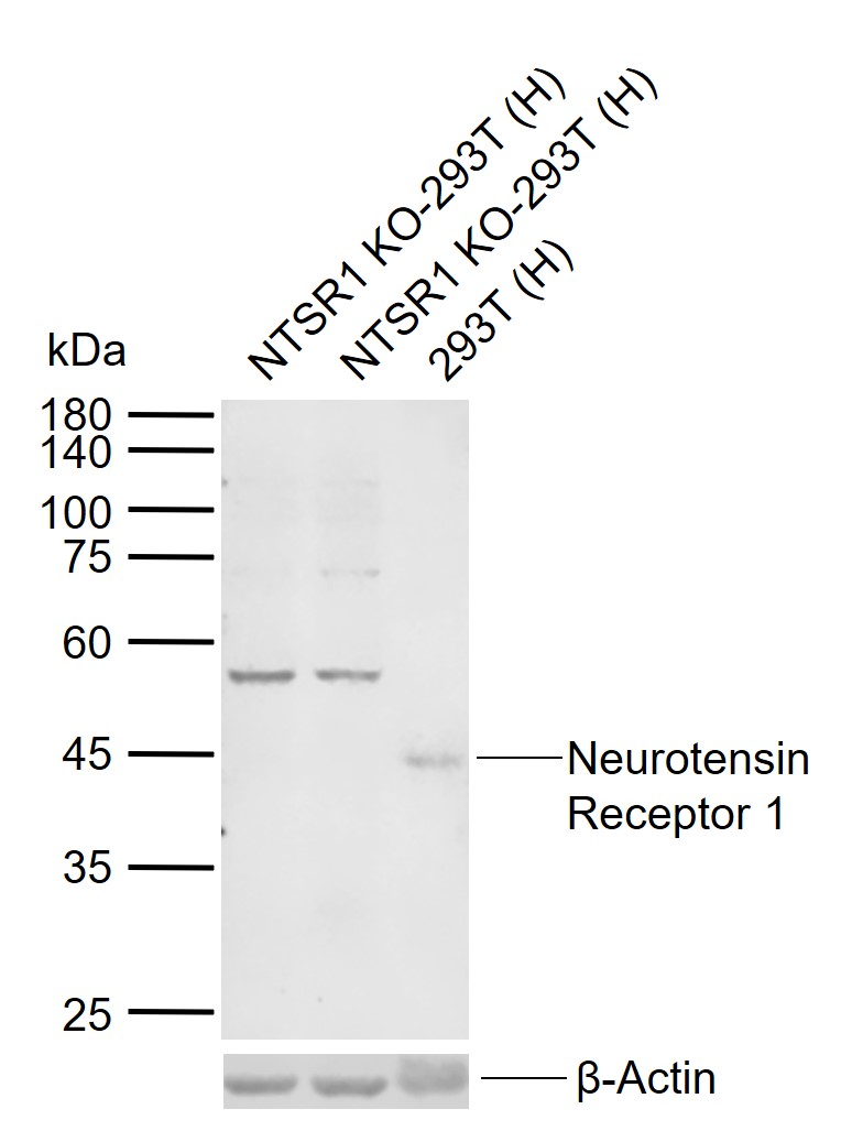 1 - Neurotensin Receptor 1 Rabbit pAb AP54703