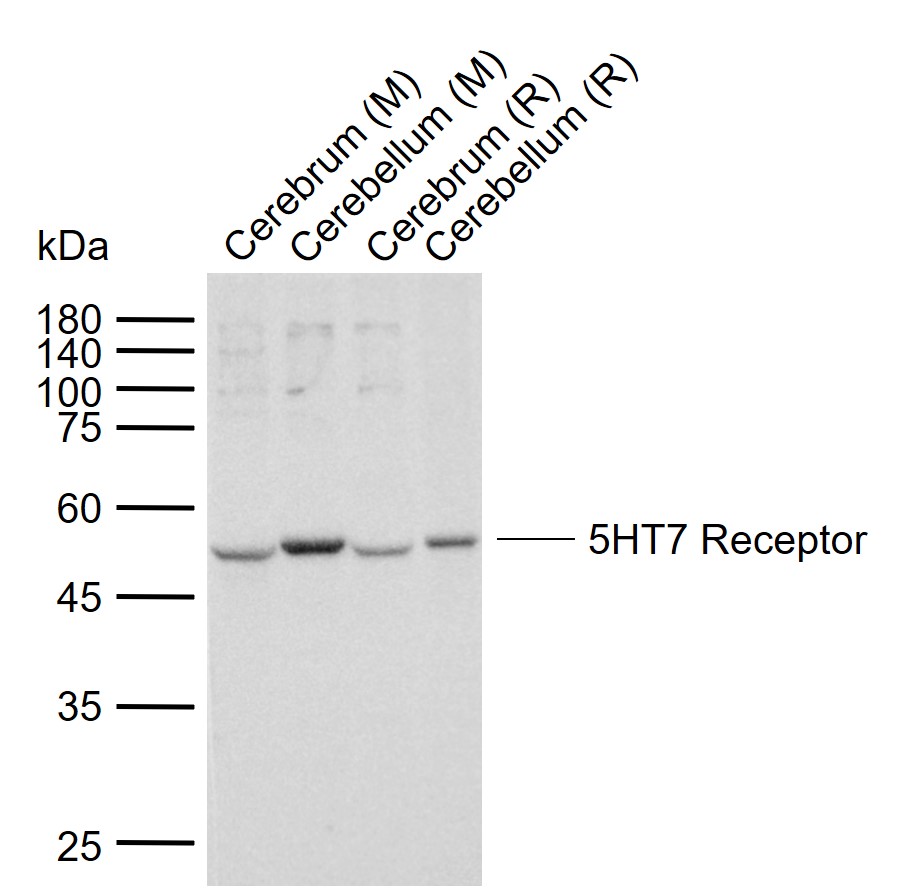 1 - 5HT7 Receptor Rabbit pAb AP54714