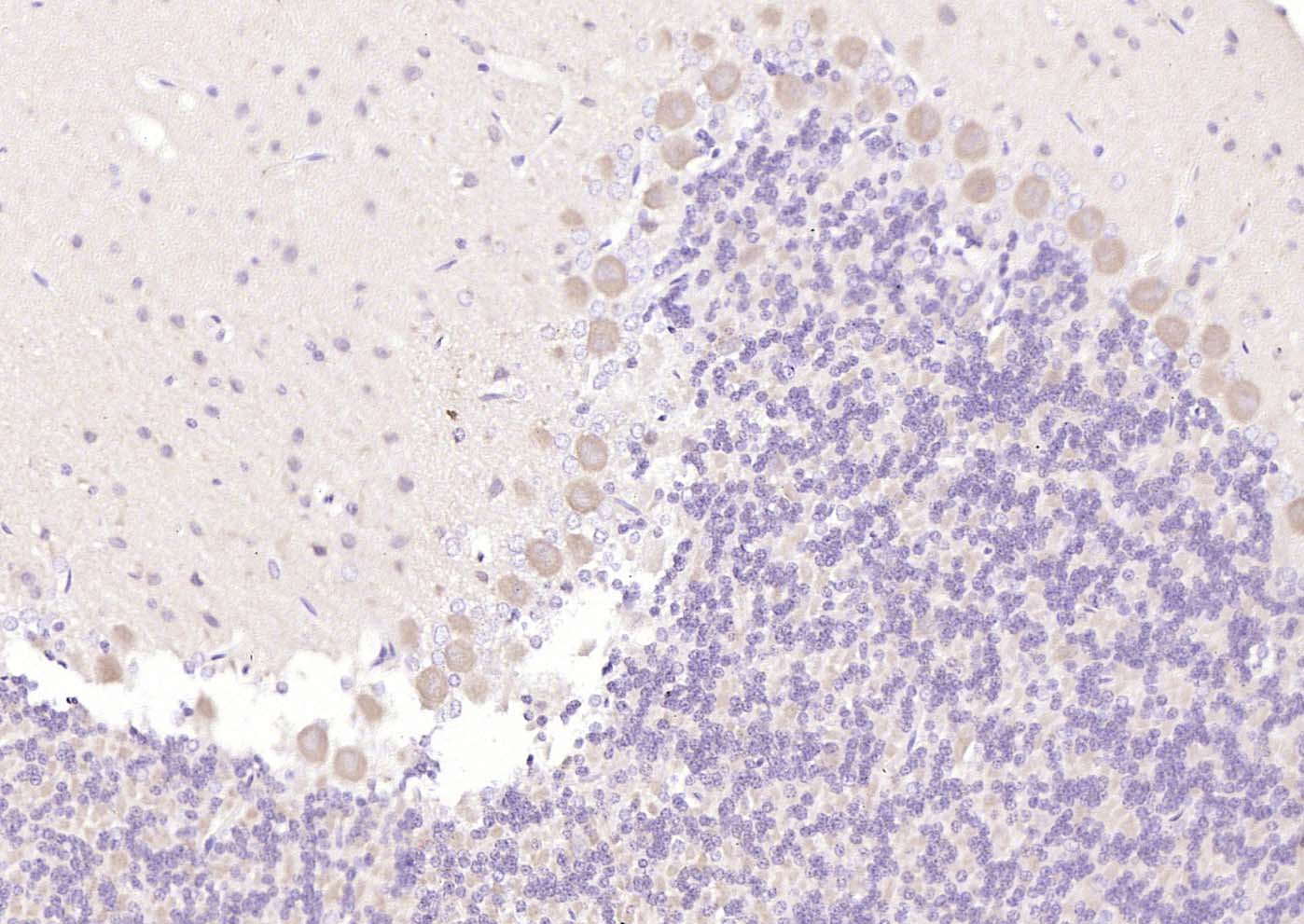 14 - 5HT7 Receptor Rabbit pAb AP54714