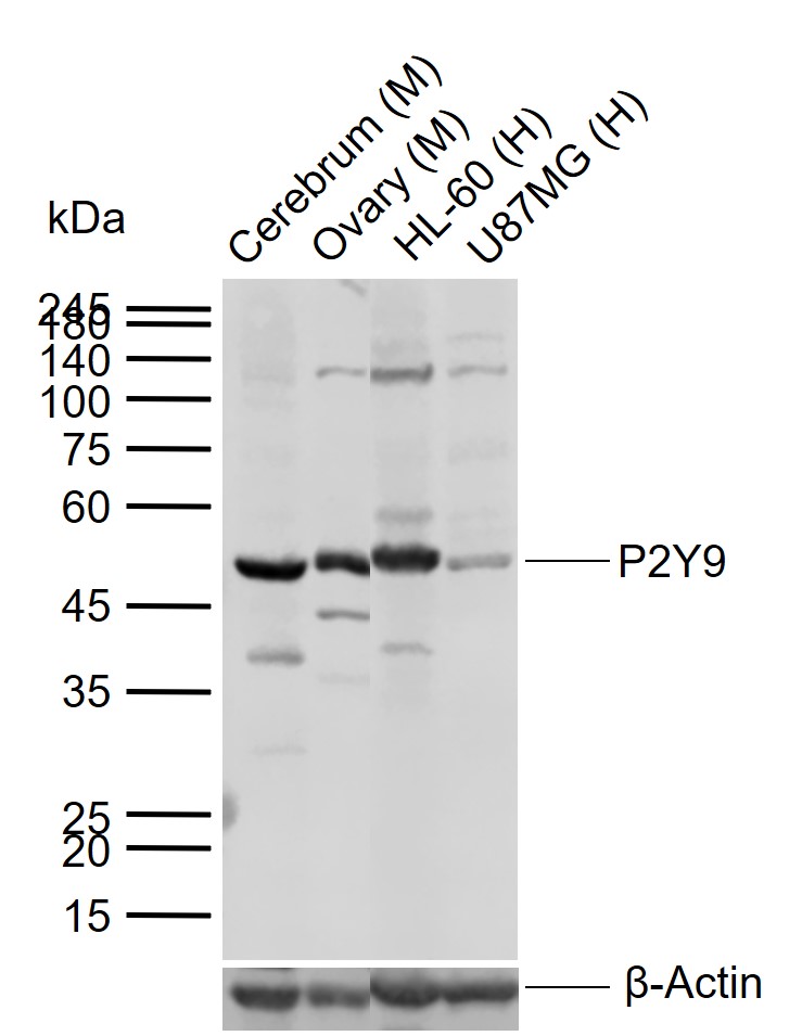 1 - P2Y9 Rabbit pAb AP54719