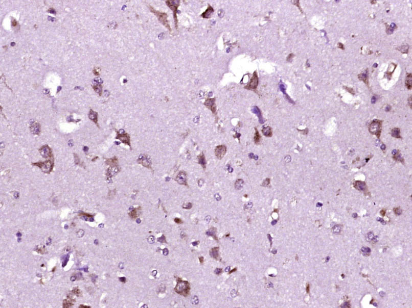 14 - P2Y9 Rabbit pAb AP54719