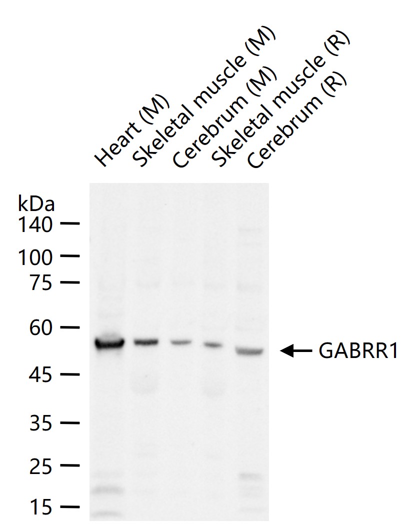 1 - GABRR1 Rabbit pAb AP54721