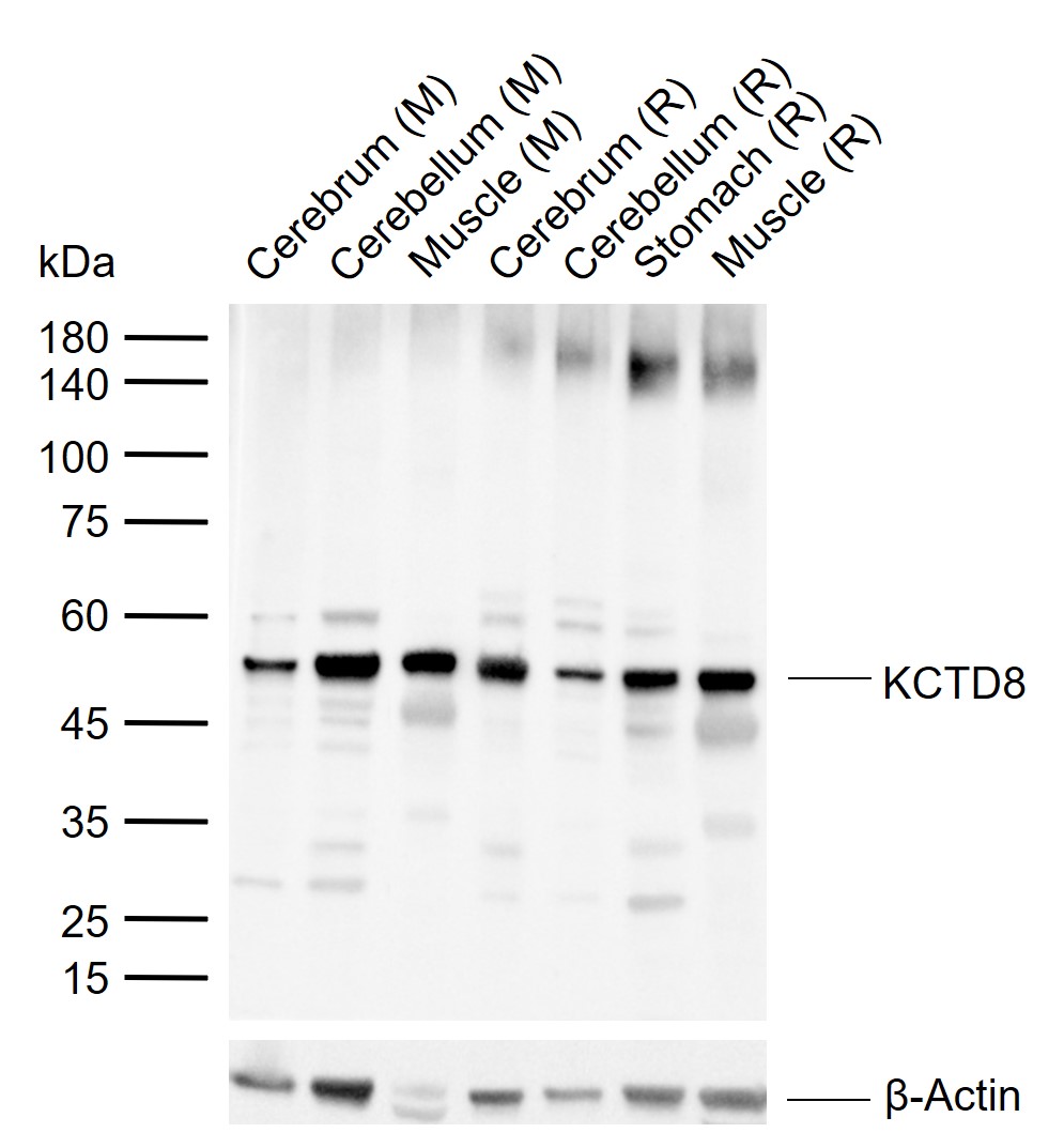 1 - KCTD8 Rabbit pAb AP54722