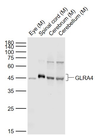 1 - GLRA4 Rabbit pAb AP54723