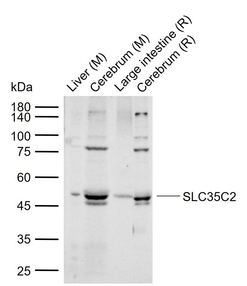 1 - SLC35C2 Rabbit pAb AP54731