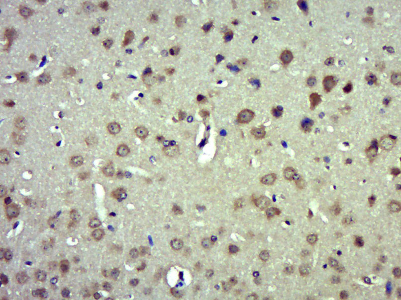 14 - Striatin 3 Rabbit pAb AP54740
