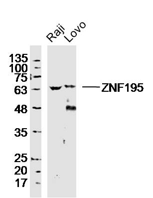 1 - ZNF195 Rabbit pAb AP54773