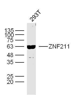 1 - ZNF211 Rabbit pAb AP54782