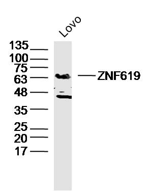 1 - ZNF619 Rabbit pAb AP54783
