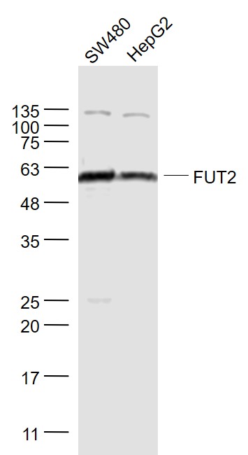 1 - FUT2 Rabbit pAb AP54798