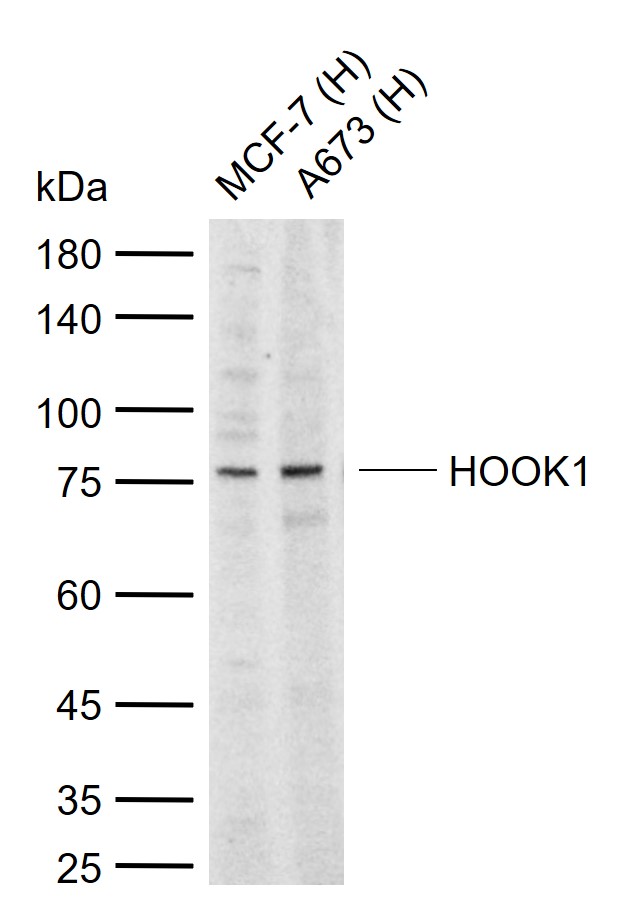 1 - HOOK1 Rabbit pAb AP54811