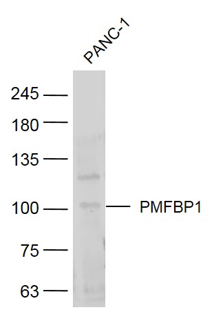 1 - PMFBP1 Rabbit pAb AP54812