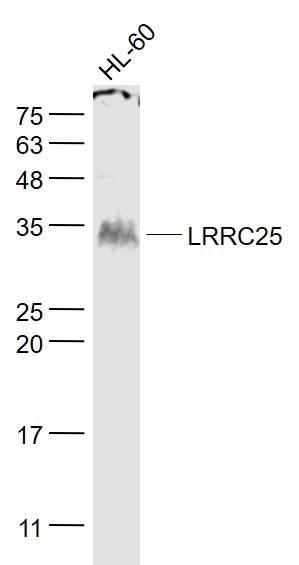 1 - LRRC25 Rabbit pAb AP54829