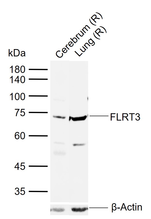1 - FLRT3 Rabbit pAb AP54837
