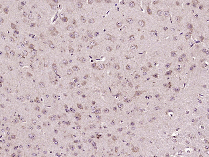 14 - HES2 Rabbit pAb AP54843