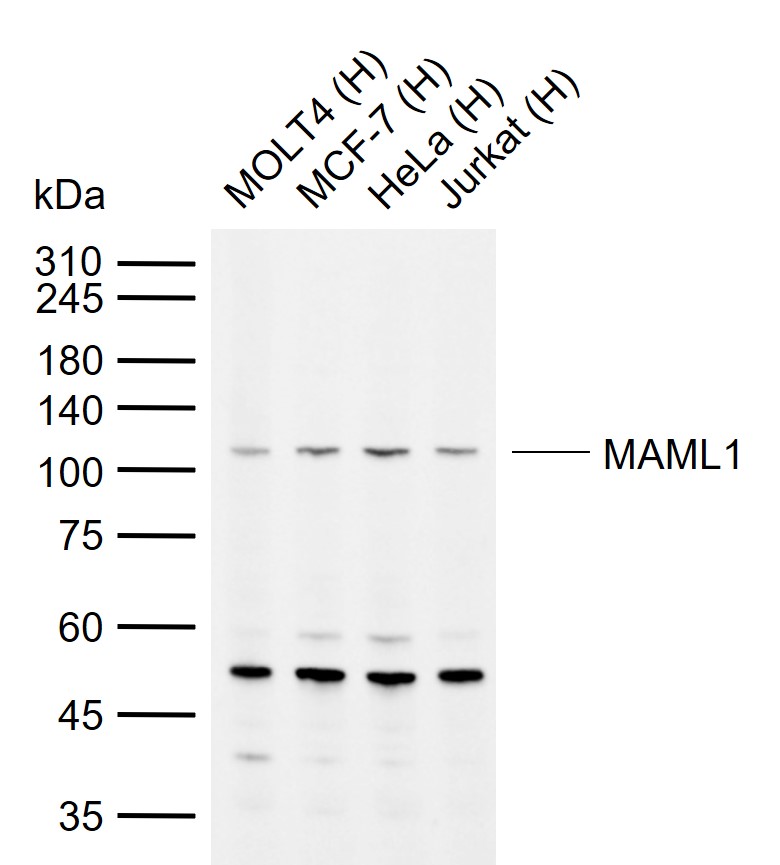 1 - MAML1 Rabbit pAb AP54848