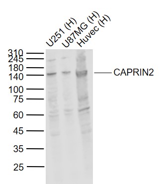 1 - CAPRIN2 Rabbit pAb AP54851