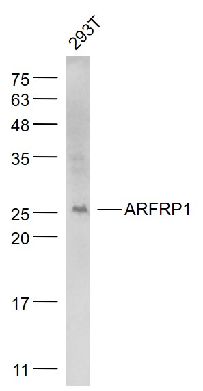 1 - ARFRP1 Rabbit pAb AP54871