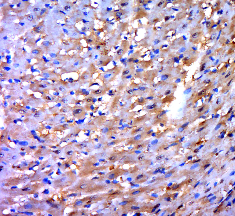 14 - PDLIM2 Rabbit pAb AP54898