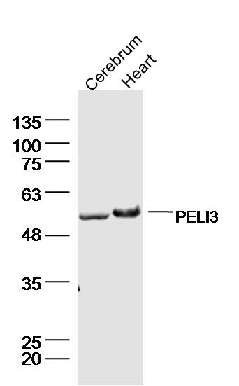 1 - PELI3 Rabbit pAb AP54901