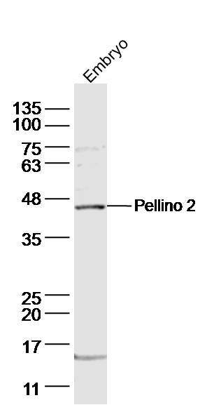 1 - Pellino 2 Rabbit pAb AP54903
