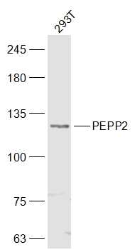 1 - PEPP2 Rabbit pAb AP54904