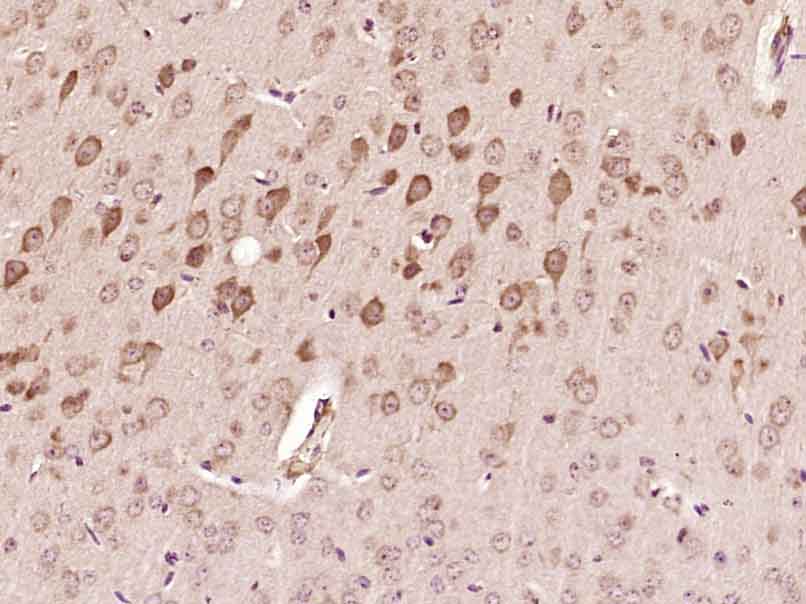 14 - SMCR7 Rabbit pAb AP54912
