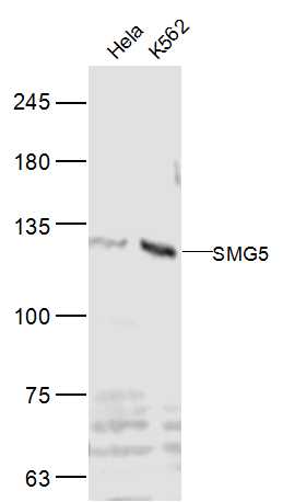 1 - SMG5 Rabbit pAb AP54916